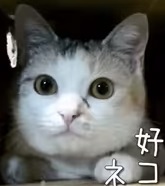 Pastel Cat World 旧ドラ吉 ネコ吉チャンネル の見所とは 情報色々ドットコム